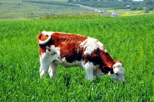 奶牛